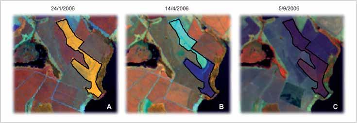 82 Geotecnologias Figura 3 - Composições coloridas falsa cor RGB 453 das imagens do Landsat 5 em uma área de cana-de-açúcar que está sendo reformada NOTA: Figura 3A - Rotação com uma leguminosa.