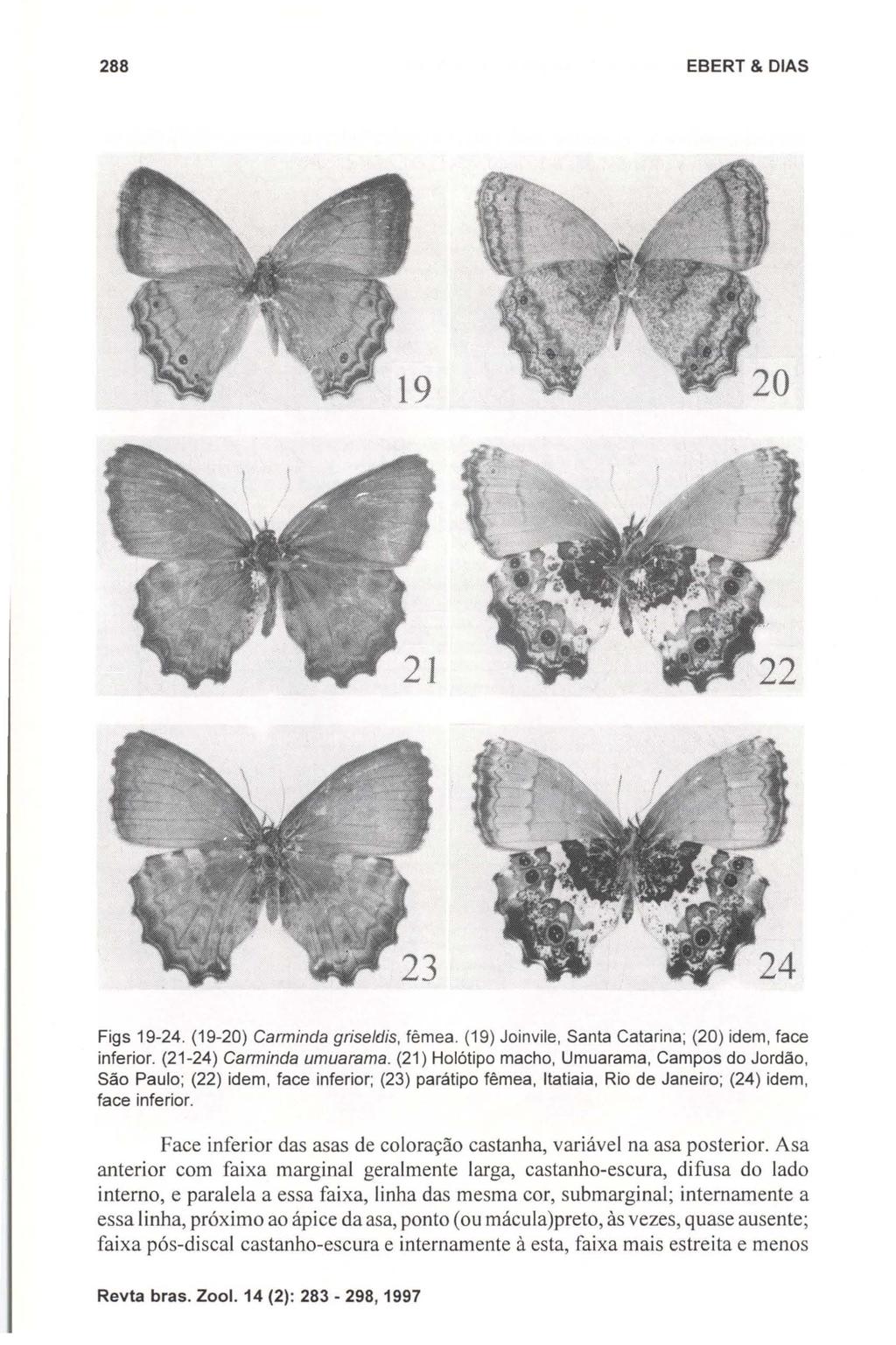288 EBERT & DIAS Figs 19-24. (19-20) Carminda griseldis, fêmea. (19) Joinvile, Santa Catarina; (20) idem, face inferior. (21-24) Carminda umuarama.
