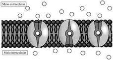 3. (UDESC) A membrana celular seleciona a passagem de substâncias do meio extracelular para o intracelular por meio de mecanismos de transporte. Leia e analise as proposições abaixo. I.