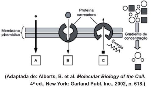 7) (UNICAMP) Ao estudar para o vestibular, um candidato percebeu que ainda tinha dúvidas em relação aos processos de difusão simples, transporte passivo facilitado e transporte ativo através da