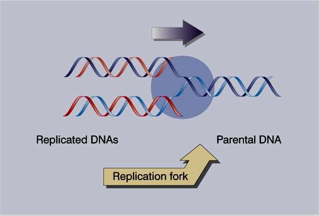 Forquilha de replicação: Região do DNA onde ocorre a