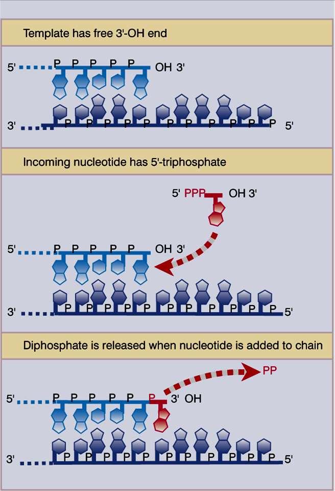 DNA Polimerases Síntese de DNA: adição de nucleotídeos a extremidade 3 OH da cadeia em crescimento.