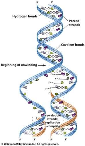 A replicação do DNA é Semiconservativa Cada fita serve de molde A complementaridade do