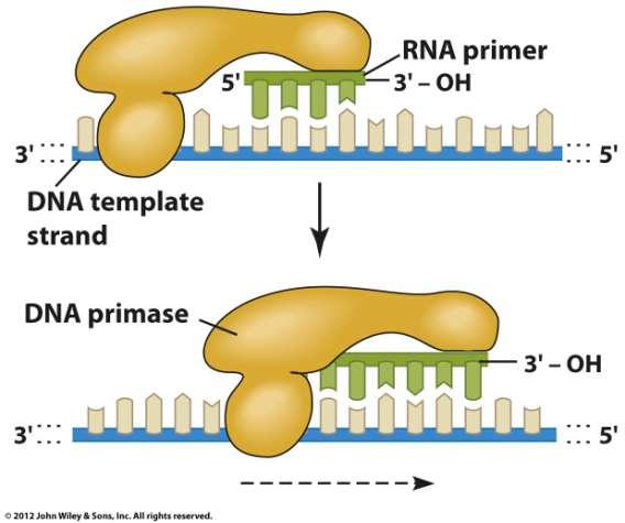 RNA Primers são usados para iniciar a