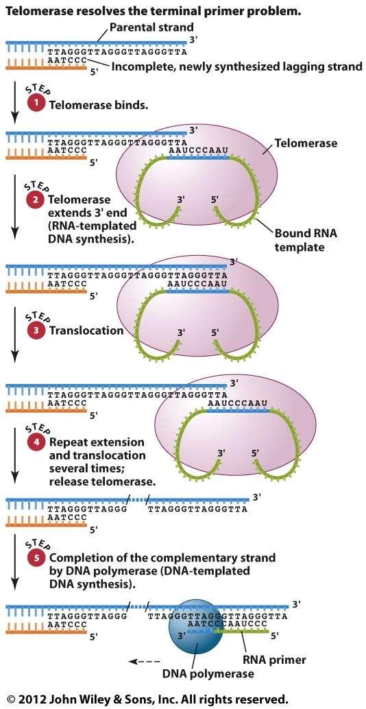 Telomerase John