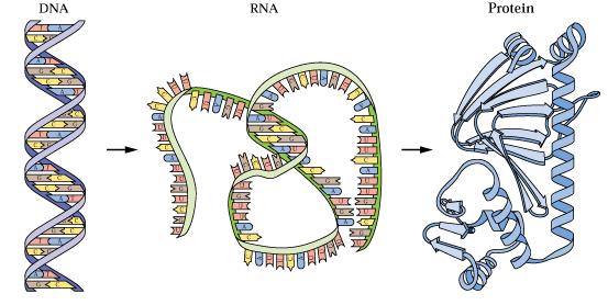 DOGMA CENTRAL DA BIOLOGIA A informação genética, armazenada nos cromossomos, é transferida às células filhas através da