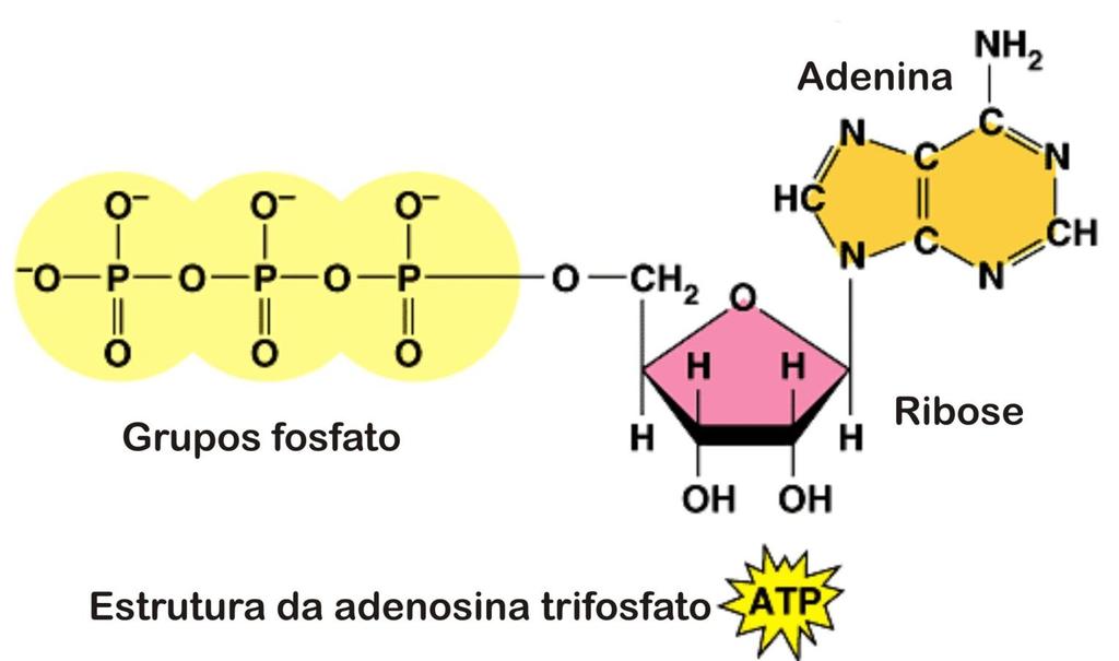 ATP É UM