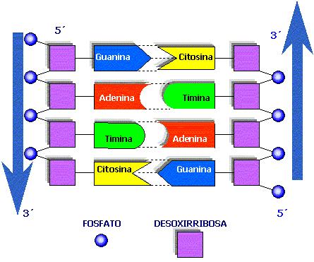 DNA FITA