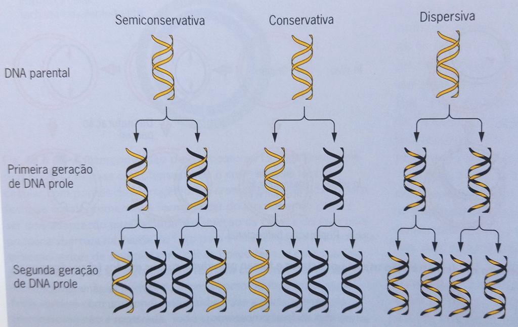REPLICAÇÃO DO DNA O DNA replica-se por um mecanismo semiconservativo: a medida que os dois filamentos complementares de uma