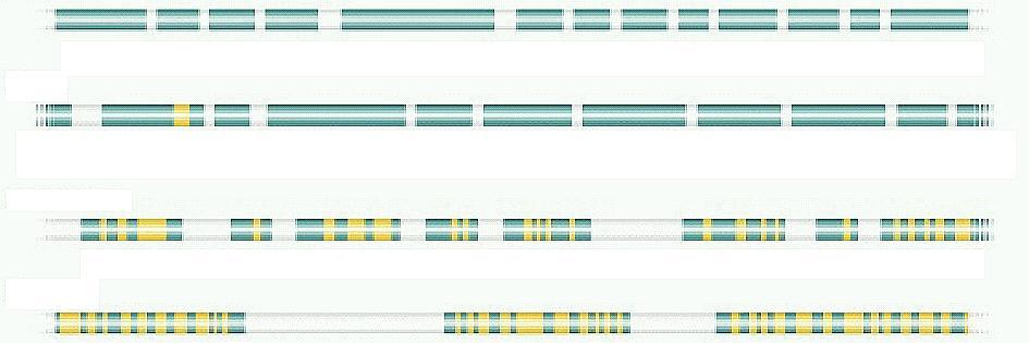 GENES NA MOLÉCULA DE DNA Bactéria gene gene gene gene gene gene gene gene gene gene gene gene gene 20 Kb Levedura gene gene gene gene gene gene gene gene gene gene