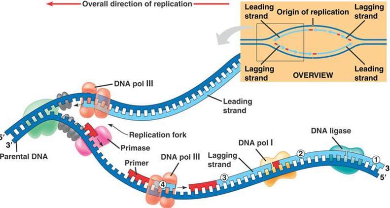 DUPLICAÇÃO DO DNA TRANSCRIÇÃO DNA polimerases RNA polimerases Propriedades gerais Propriedades gerais Necessitam de um iniciador (primer); Não iniciam cadeias (precisam de um terminal 3 -