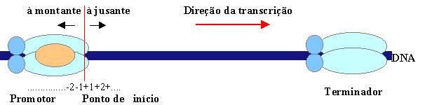 REGIÃO PROMOTORA DE UM GENE 5 3 Diz-se que as sequências que antecedem o ponto de início da transcrição localizam-se à montante (upstream) e as que o sucedem localizam-se à jusante (downstream); A
