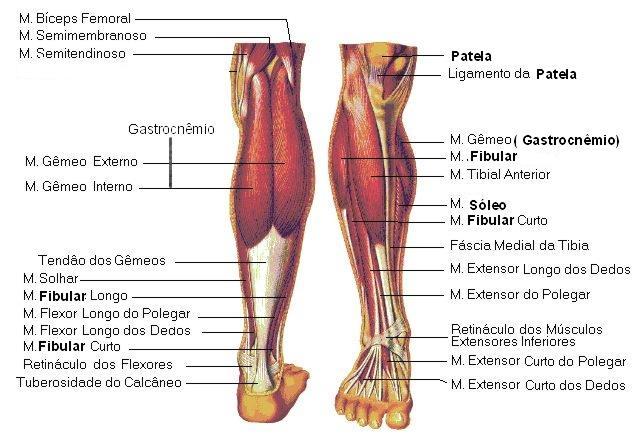 3 2.2 Função muscular do tornozelo e pé A ação física dos músculos da perna e do pé pode ser determinada examinando-se a excursão da unidade musculotendinosa desde a origem até a inserção em relação