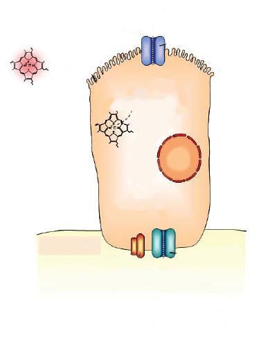 Figura 1. O enterócito e as proteínas envolvidas na absorção do ferro.