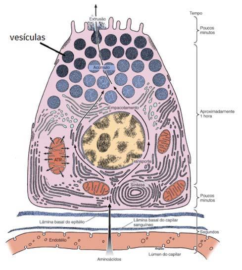 Histologia Básica Figura 2K: Esquema de uma célula serosa de um ácino pancreático e alguns de seus processos de síntese e secreção.