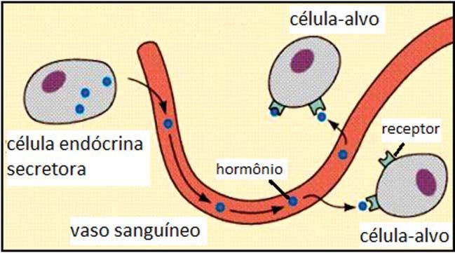 Histologia Básica Figura 2M: Modo de secreção das glândulas endócrinas.
