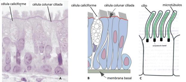 Tecido epitelial Aula 2 Figura 2E: Figura histológica (A) e desenho esquemático (B) de um epitélio pseudoestratificado cilíndrico ciliado.