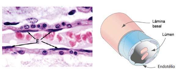 Histologia Básica Figura 2I: Epitélio simples pavimentoso (endotélio) que reveste a parede de todos os vasos