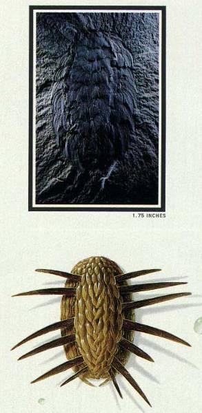 Wiwaxia