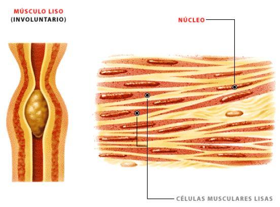 Músculo liso Associação de células longas, mais espessas no