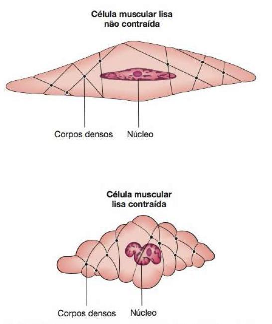 Contração do músculo liso corpos densos presentes na membrana celular, contem actina e parecem as linhas Z dos músculos esqueléticos. Presença de miosina tipo 2, somente estria quando ativada.