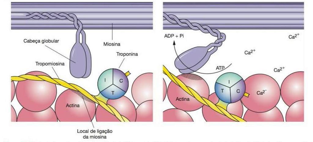 Mecanismo da contração muscular Ca 2+ liga com subunidade T de proponida e promove mudança conformacional Empurra tropomiosina, expondo local de ligação da actina