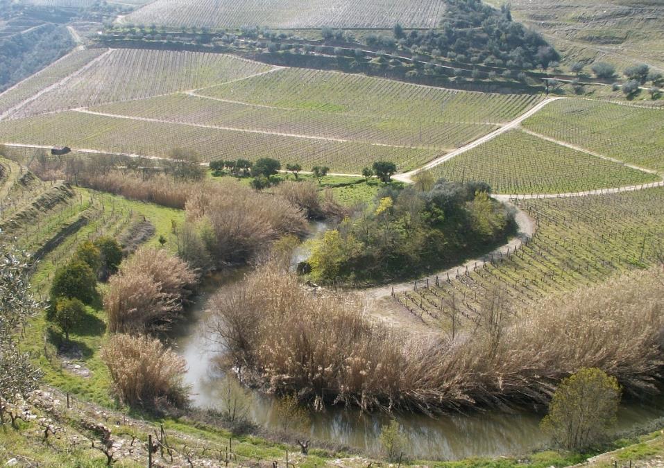 Infra-estruturas ecológicas e serviços do ecossistema IEE: fornecem gratuitamente serviços ecológicos aos viticultores e