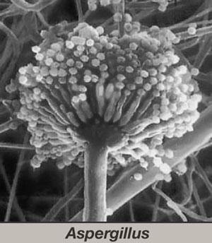 Fungos São seres eucarióticos, que possuem parede celular