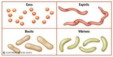 Eubactérias Forma: Elipsoidal ou esférica: Cocos Cilíndricas ou