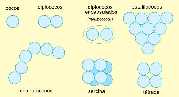 Eubactérias Arranjo: Cocos Estafilococos