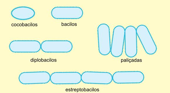 Eubactérias Arranjo: Bacilos
