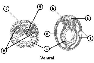 ( ) O ectoderma (I) forma o tubo neural (tubo nervoso) (IV). ( ) O endoderma (II) delimita o celoma (VI), estrutura presente nos platelmintos e outros animais.