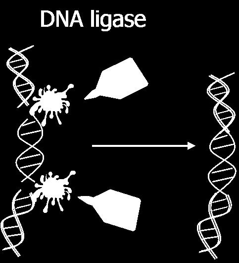 ÉNIS E FERRMENS DE BIOMOL Levou à descrição