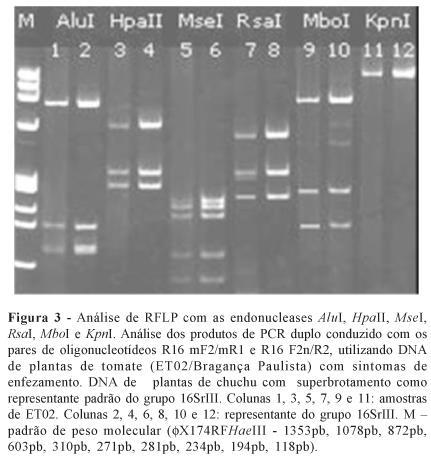 RFLP: Identificação de Fitoplasma em omate + + + + + + pb 1353 1078 872 603 310 281 271