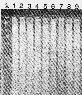 enzima de restrição Homozigotos p/ os alelos 1: 3, 5, 6, 7, 8, 9 Homozigotos p/ os
