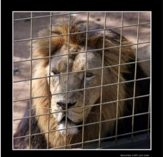 de altíssimo risco Um leão é um animal perigoso