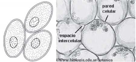 Morfologia Interna e Externa dos Vegetais CARACTERES GERAIS O parênquima é constituído por células vivas, geralmente bem vacuoladas, fisiologicamente complexas, em geral com paredes primárias, pouco