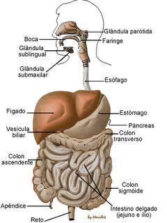 1ª APOSTILA DE ANATOMIA E FISIOLOGIA HUMANA PROFª ISABELA1ª ANO ENSINO NOTURNO DIGESTÃO O processo caracteriza-se pela quebra do alimento em partículas pequenas, capazes de serem absorvidas pelas