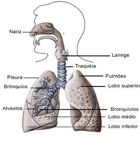 gorduras (ação detergente), facilitando a ação da lipase. O suco pancreático contém várias enzimas. A tripsina e a quimotripsina atuam sobre as proteínas quebrando-as em oligopeptídeos.