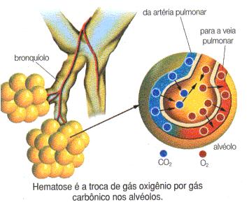 A amilase pancreática atua sobre o amido, quebrando-o em maltose, e as nucleases quebram os ácidos nucléicos (DNA e RNA) em mucleotídeos.