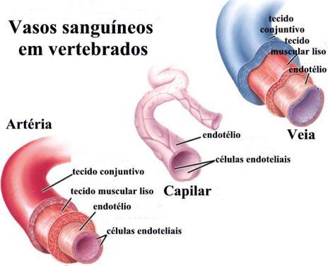 COMPLETA, pois não há mistura dos dois tipos de sangue dentro do coração.