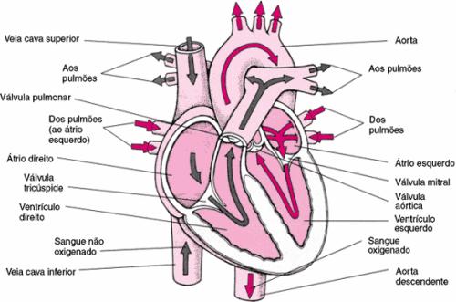 AD Átrio (aurícula) direito VD Ventrículo direito AE Átrio (aurícula) esquerda VE Ventrículo esquerdo O sangue é constituído pelo plasma e pelos elementos figurados.