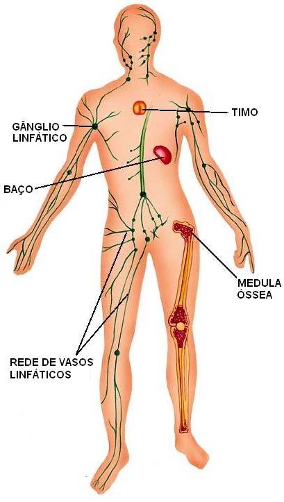 esses gânglios incham e causam dor, processo chamados de íngua. - Glóbulos brancos ou leucócitos: são células nucleadas, produzidas na medula óssea, cuja principal função é a defesa do organismo.