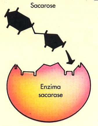 As enzimas apresentam um encaixe como o de chave-fechadura dada pela sua estrutura. Este encaixe é chamado SÍTIO OU CENTRO ATIVO.