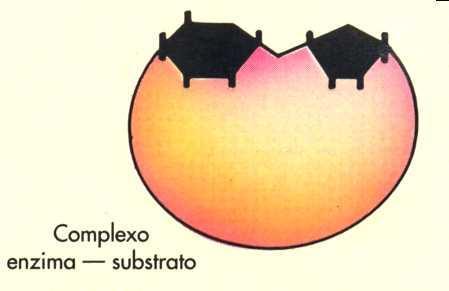 O substrato necessita se encaixar no centro ativo da enzima: assim é formado o COMPLEXO ENZIMA-SUBSTRATO. Com a união do substrato e enzima processa-se a reação química e resultam os PRODUTOS.