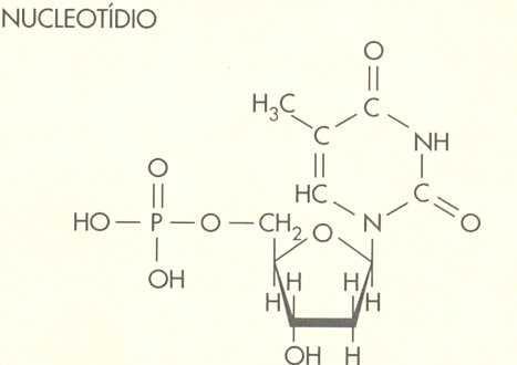 menores. Bases Pirimídicas: Citosina (C), Timina (T) e Uracila (U). São moléculas Adenina, guanina e citosina entram na composição de DNA e RNA; timina só entra no DNA e Uracila só no RNA.