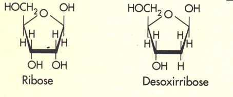 DESOXIRRIBOSE: C 5 H 10 O 4. É derivado da ribose por desoxigenação (perda de O). É importante porque entra na composição do DNA (ácido desoxirribonucléico) que é o material genético dos seres vivos.