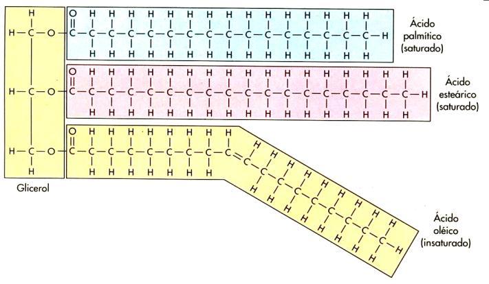 TRIGLICERÍDEO = 1 GLICEROL = 3 ÁCIDOS GRAXOS. Ácido palmítico e ácido esteárico são ácidos graxos saturados e o ácido oléico é insaturado.