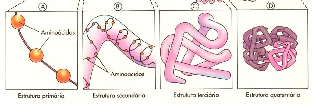SECUNDÁRIA: é a forma da proteína primária que se enrola em espiral. Com isto fica mais curta e mais espessa.