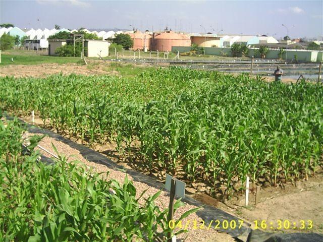 cultivo de milho estação